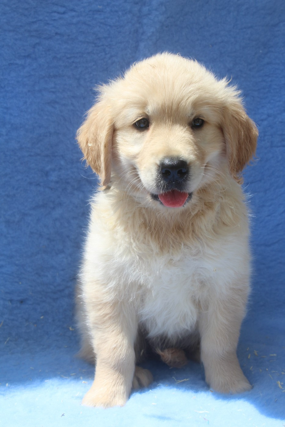 of caniland's dream - Chiots disponibles - Golden Retriever
