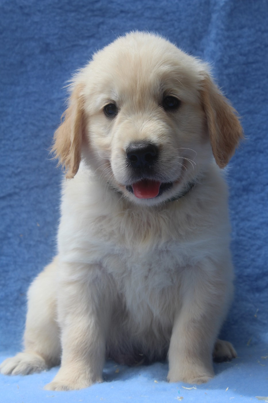 of caniland's dream - Chiots disponibles - Golden Retriever