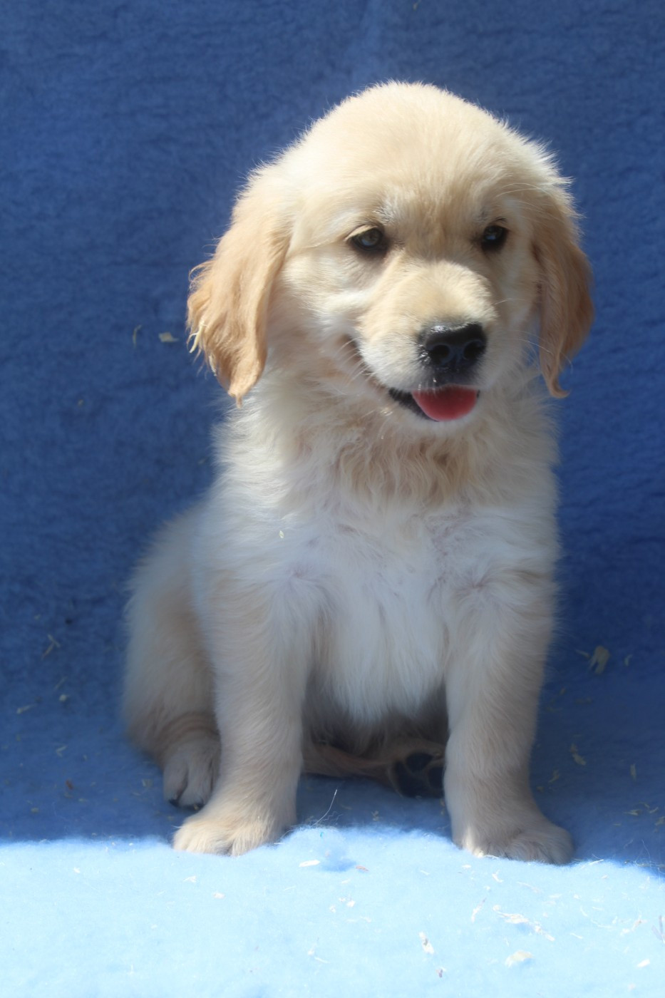 of caniland's dream - Chiots disponibles - Golden Retriever