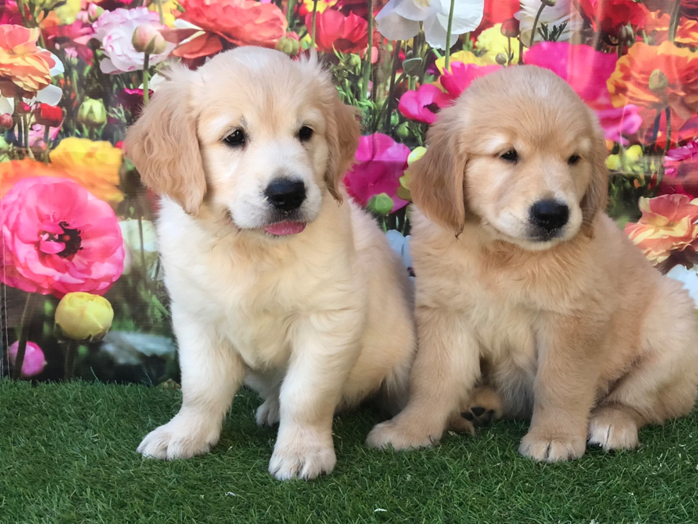 of caniland's dream - Chiots disponibles - Golden Retriever