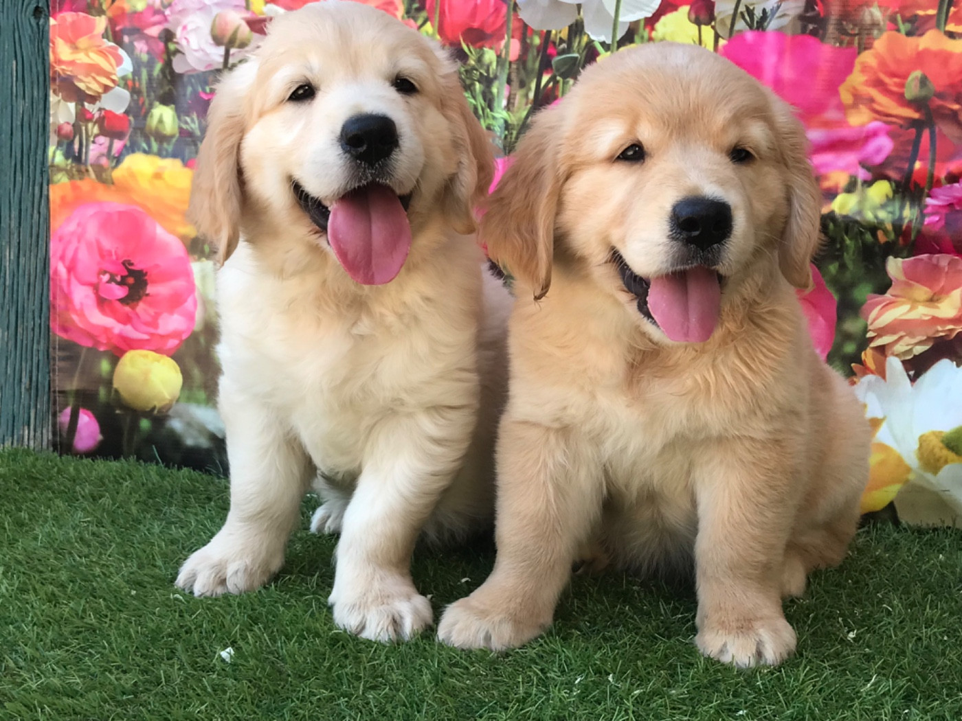 of caniland's dream - Chiots disponibles - Golden Retriever