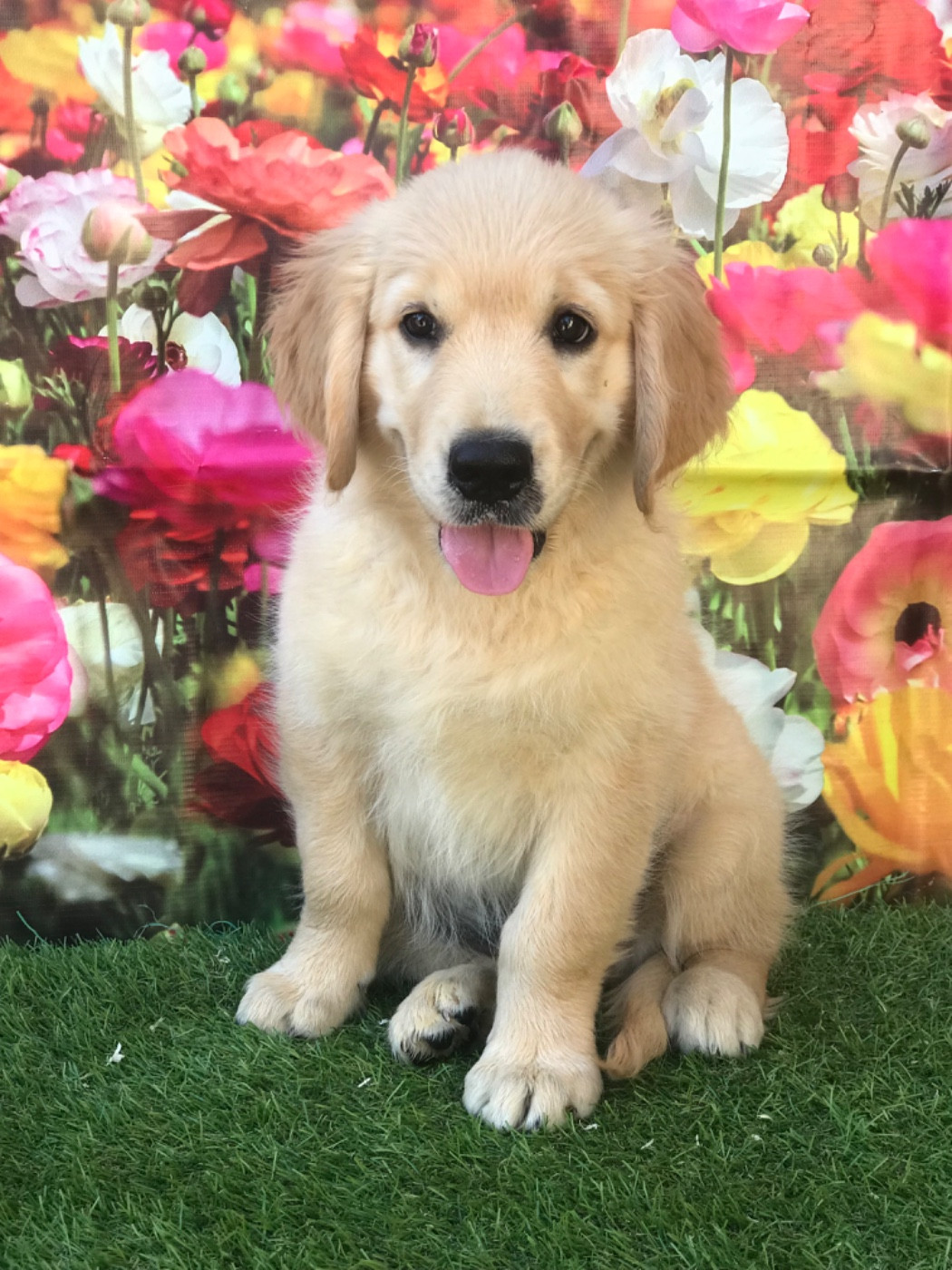 of caniland's dream - Chiots disponibles - Golden Retriever