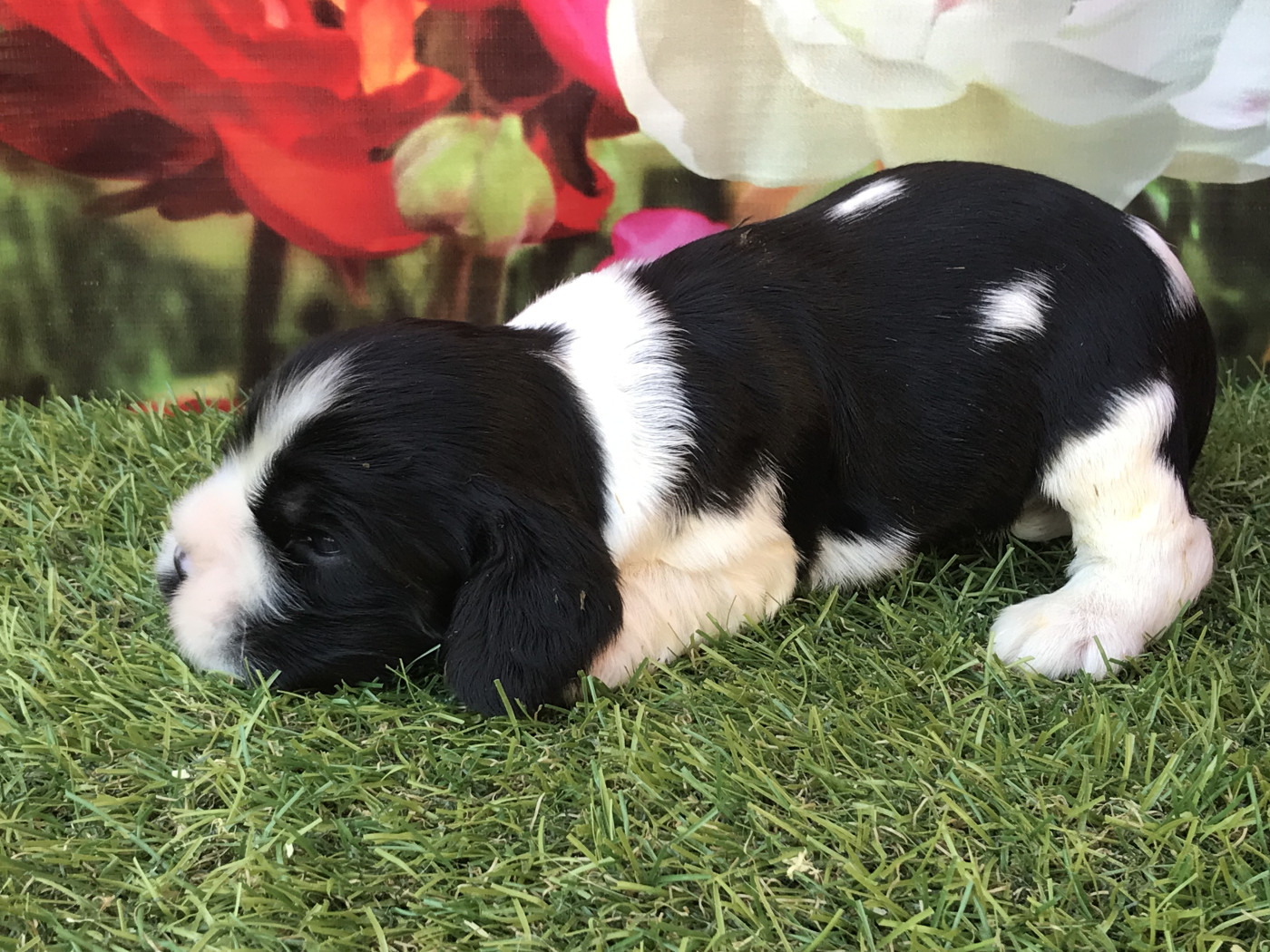 of caniland's dream - Chiots disponibles - American Cocker Spaniel