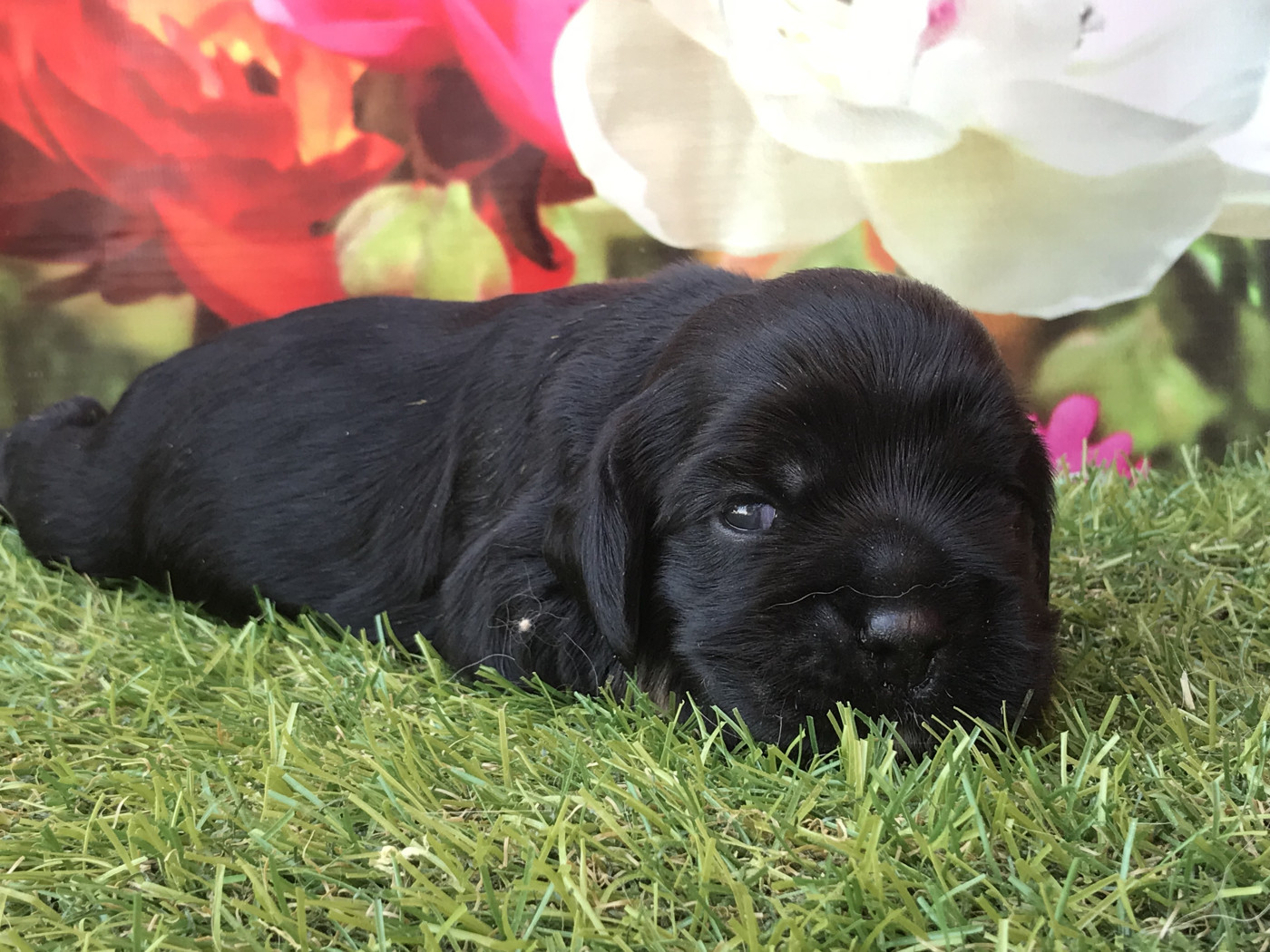 of caniland's dream - Chiots disponibles - American Cocker Spaniel