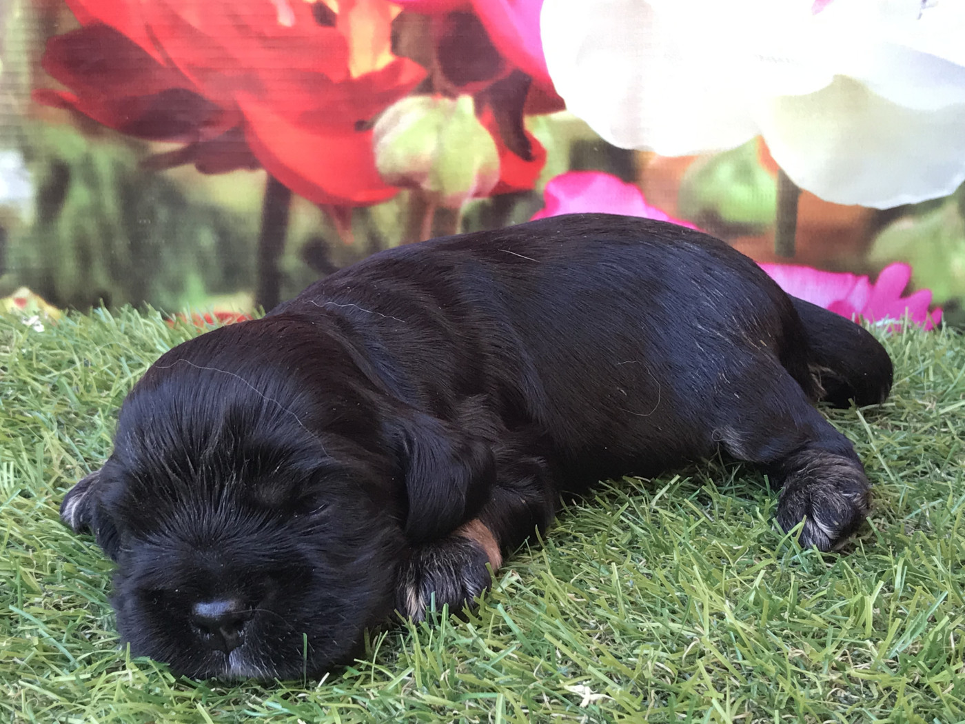 of caniland's dream - Chiots disponibles - American Cocker Spaniel
