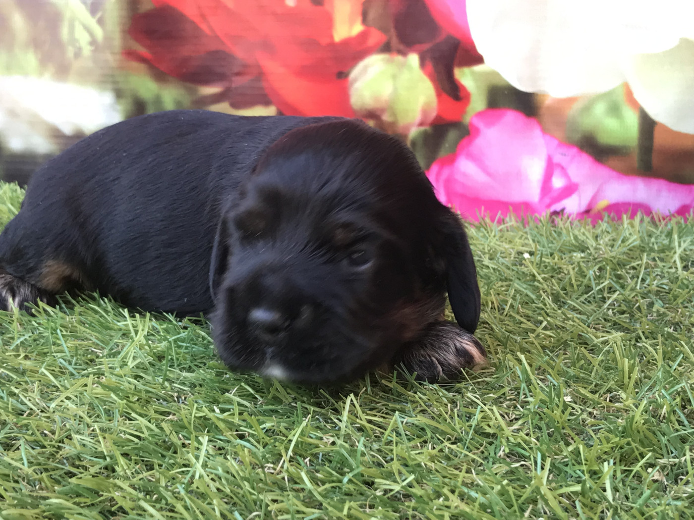 of caniland's dream - Chiots disponibles - American Cocker Spaniel