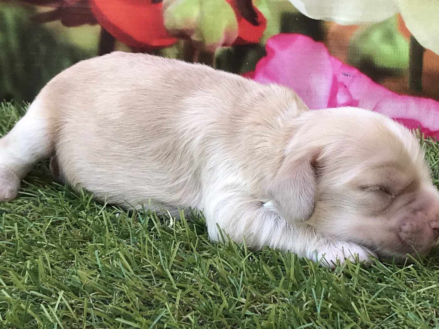 of caniland's dream - Chiots disponibles - American Cocker Spaniel