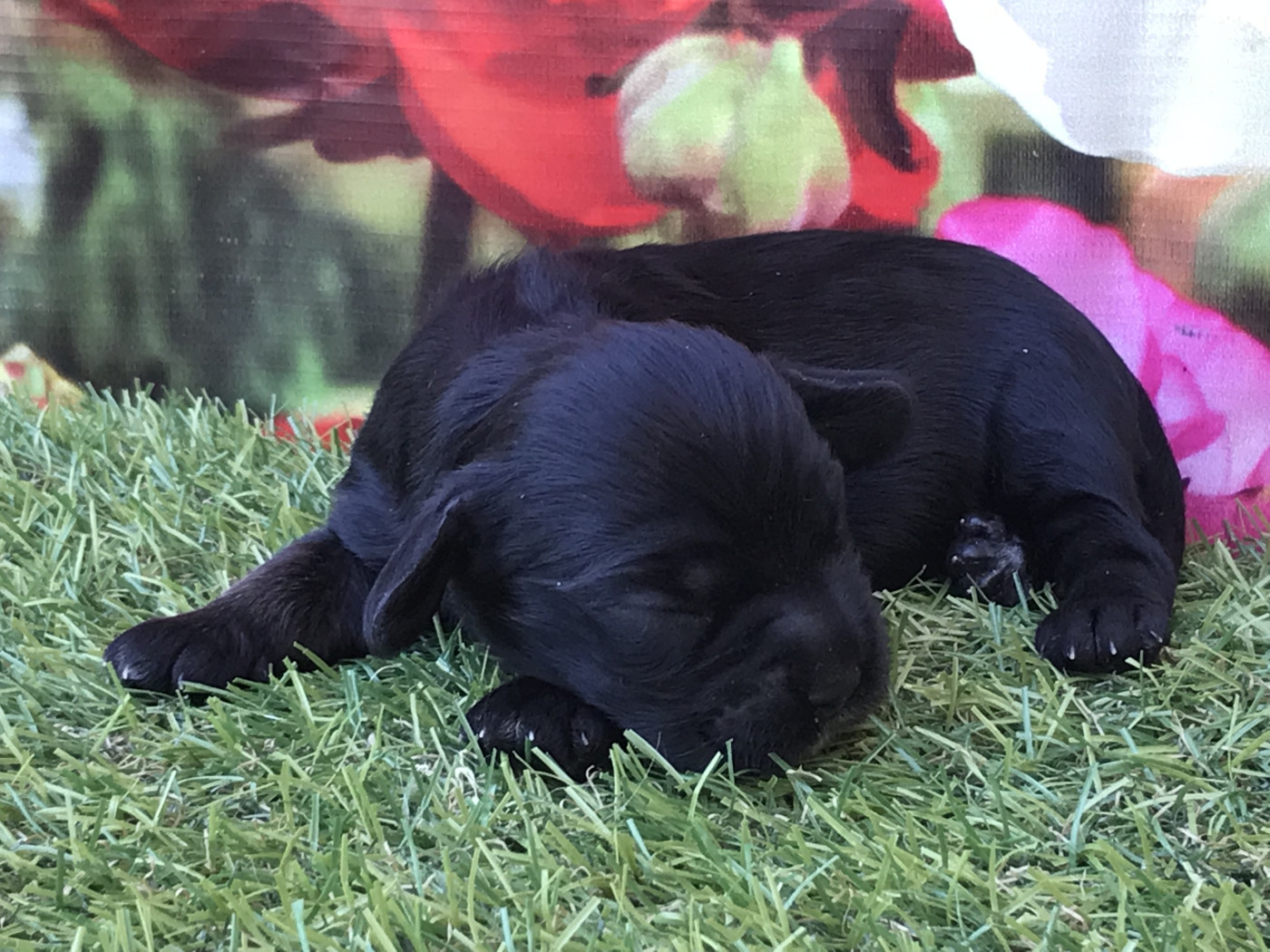 of caniland's dream - Chiots disponibles - American Cocker Spaniel