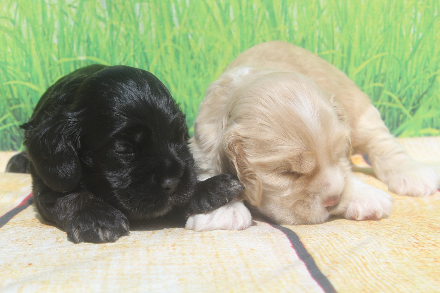 of caniland's dream - American Cocker Spaniel - Portée née le 13/08/2026
