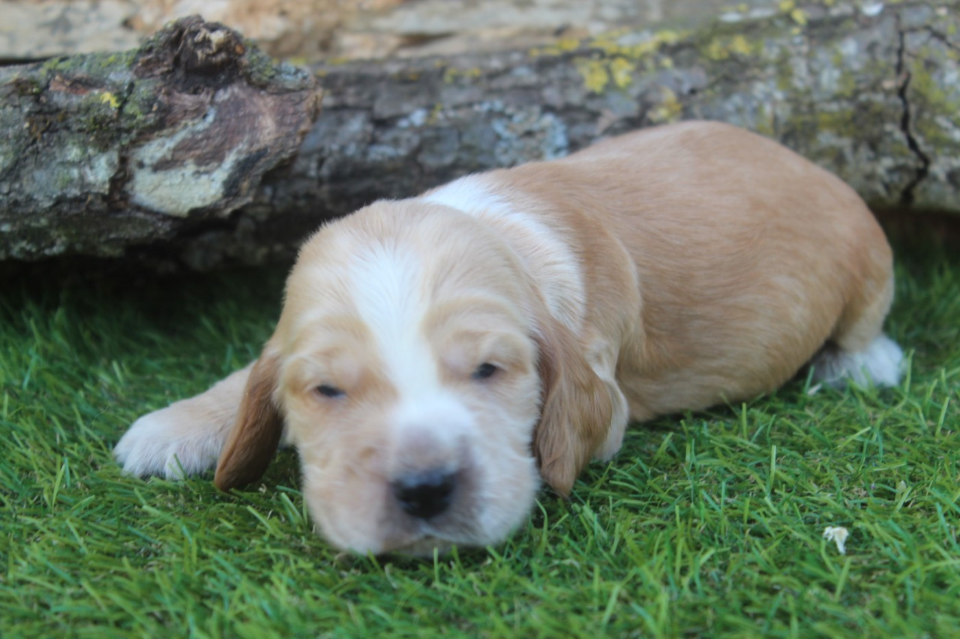 of caniland's dream - Chiots disponibles - Cocker Spaniel Anglais