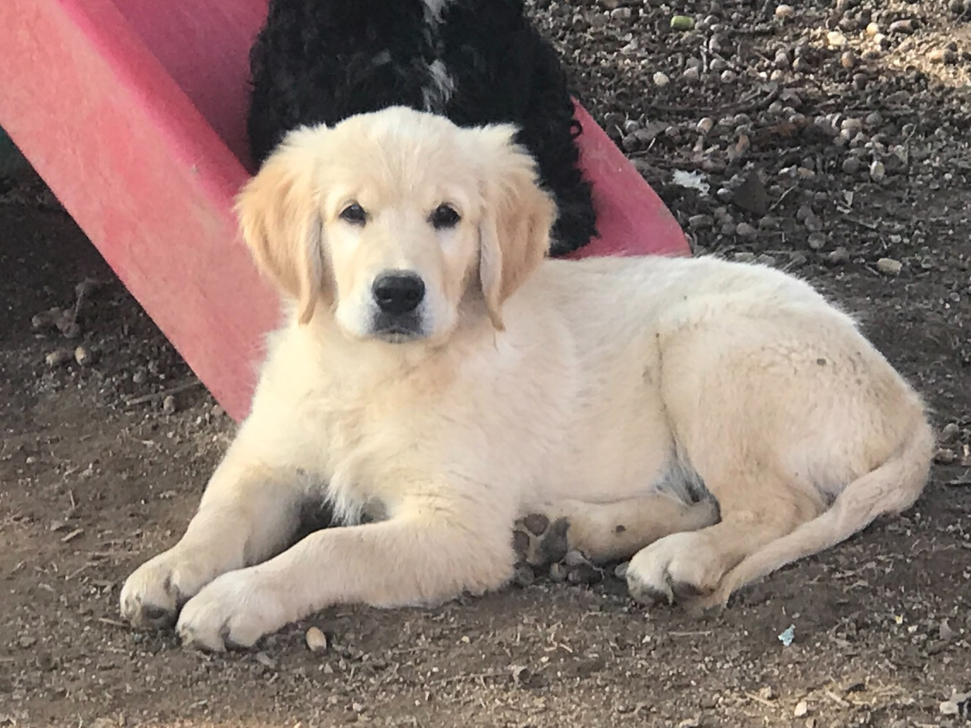 of caniland's dream - Chiots disponibles - Golden Retriever