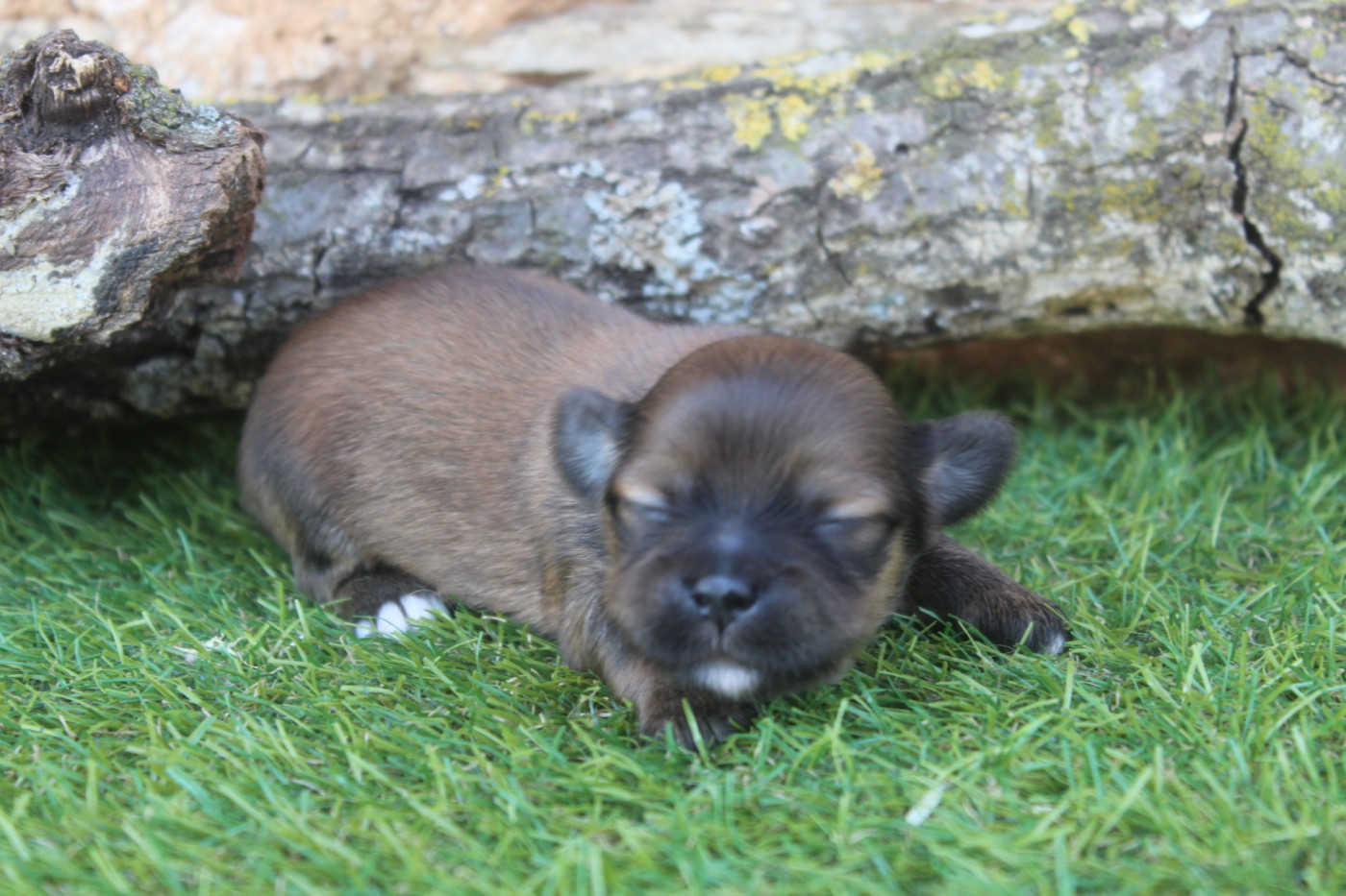 of caniland's dream - Chiots disponibles - Lhassa Apso