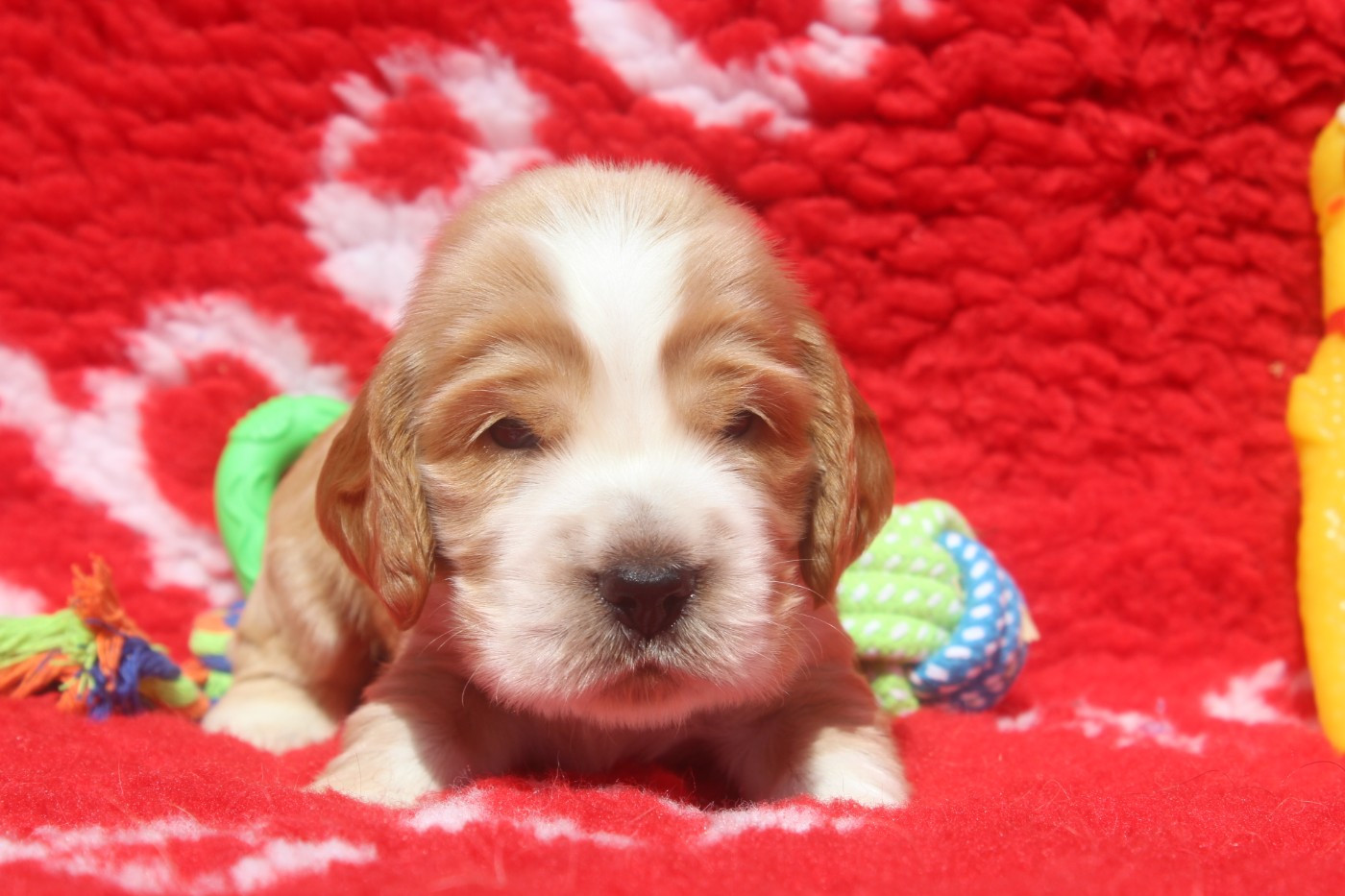 of caniland's dream - Chiots disponibles - Cocker Spaniel Anglais