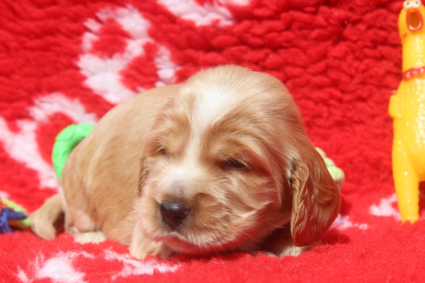 of caniland's dream - Chiots disponibles - Cocker Spaniel Anglais