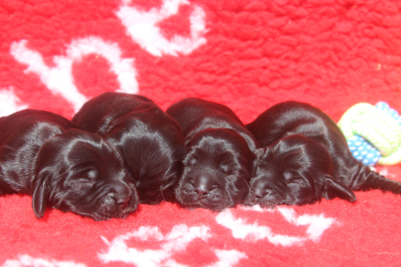 Chiot Cocker Spaniel Anglais of caniland's dream