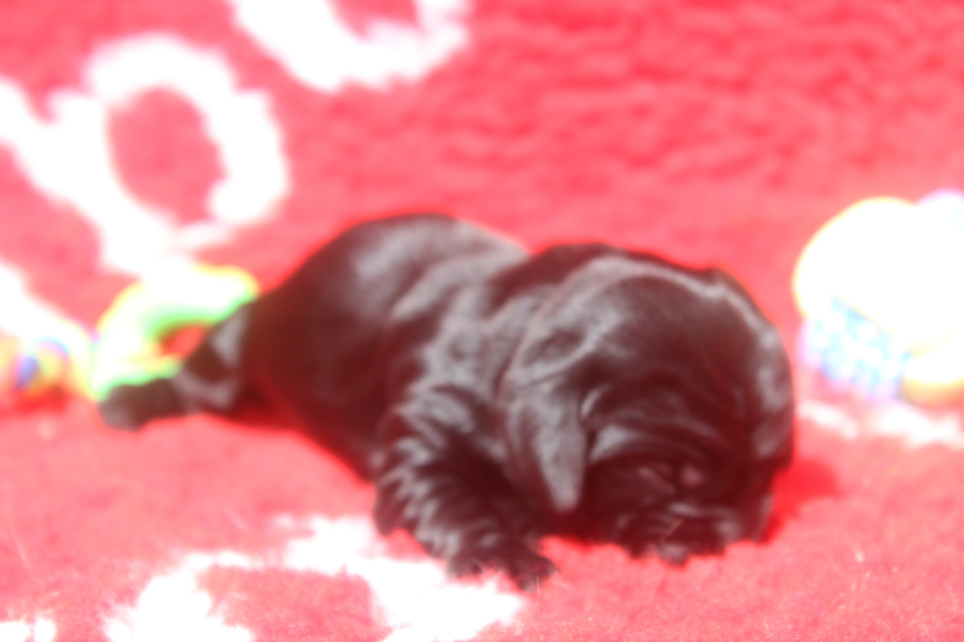 of caniland's dream - Chiots disponibles - Cocker Spaniel Anglais