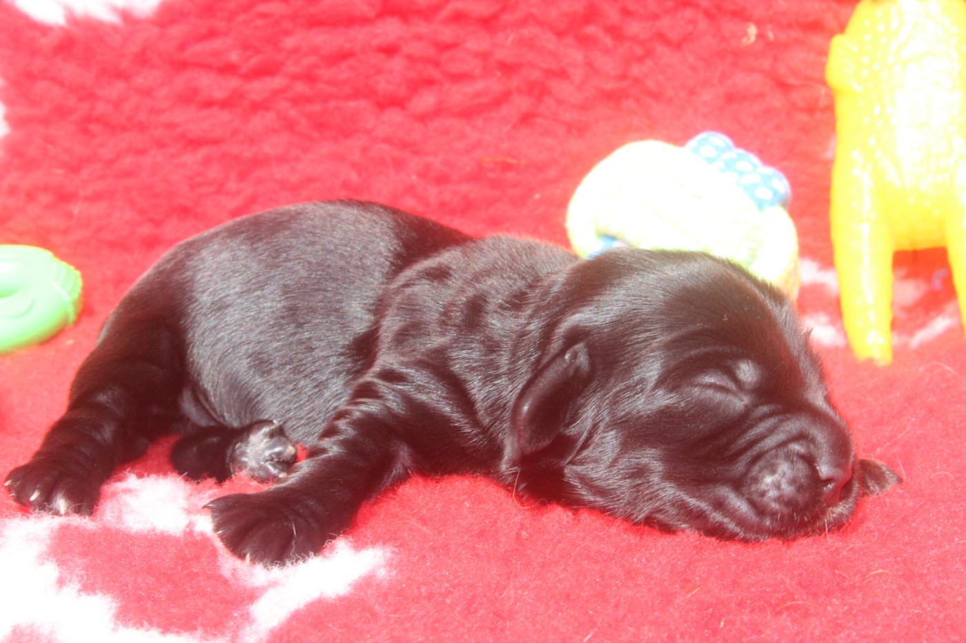 of caniland's dream - Chiots disponibles - Cocker Spaniel Anglais