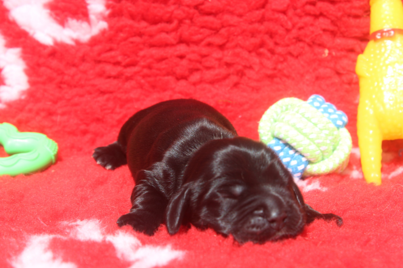 of caniland's dream - Chiots disponibles - Cocker Spaniel Anglais