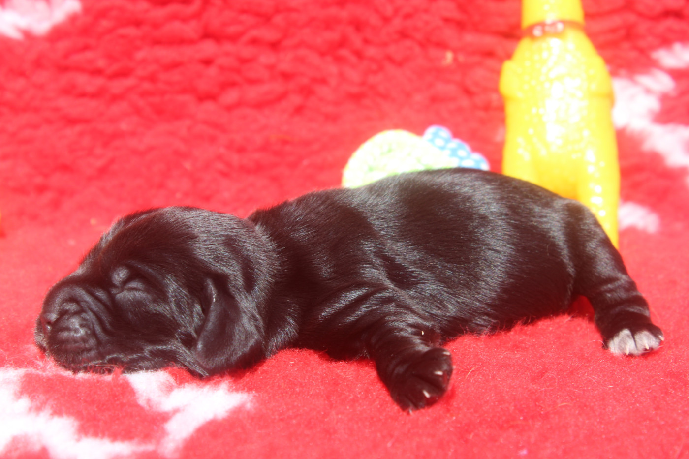 of caniland's dream - Chiots disponibles - Cocker Spaniel Anglais