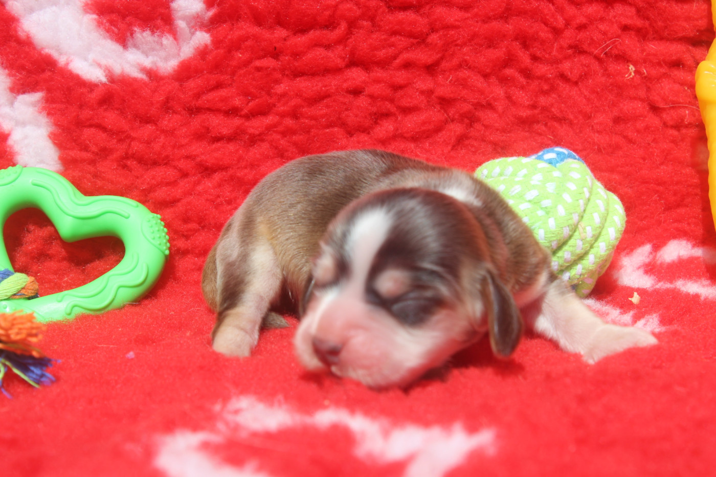 of caniland's dream - Chiots disponibles - Cocker Spaniel Anglais