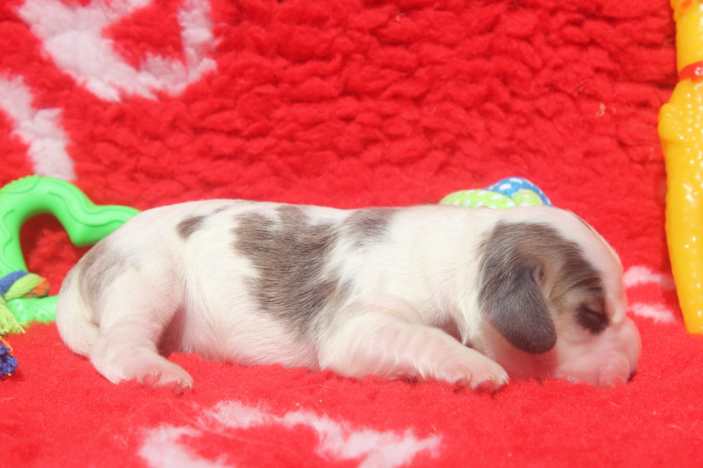 of caniland's dream - Chiots disponibles - Cocker Spaniel Anglais