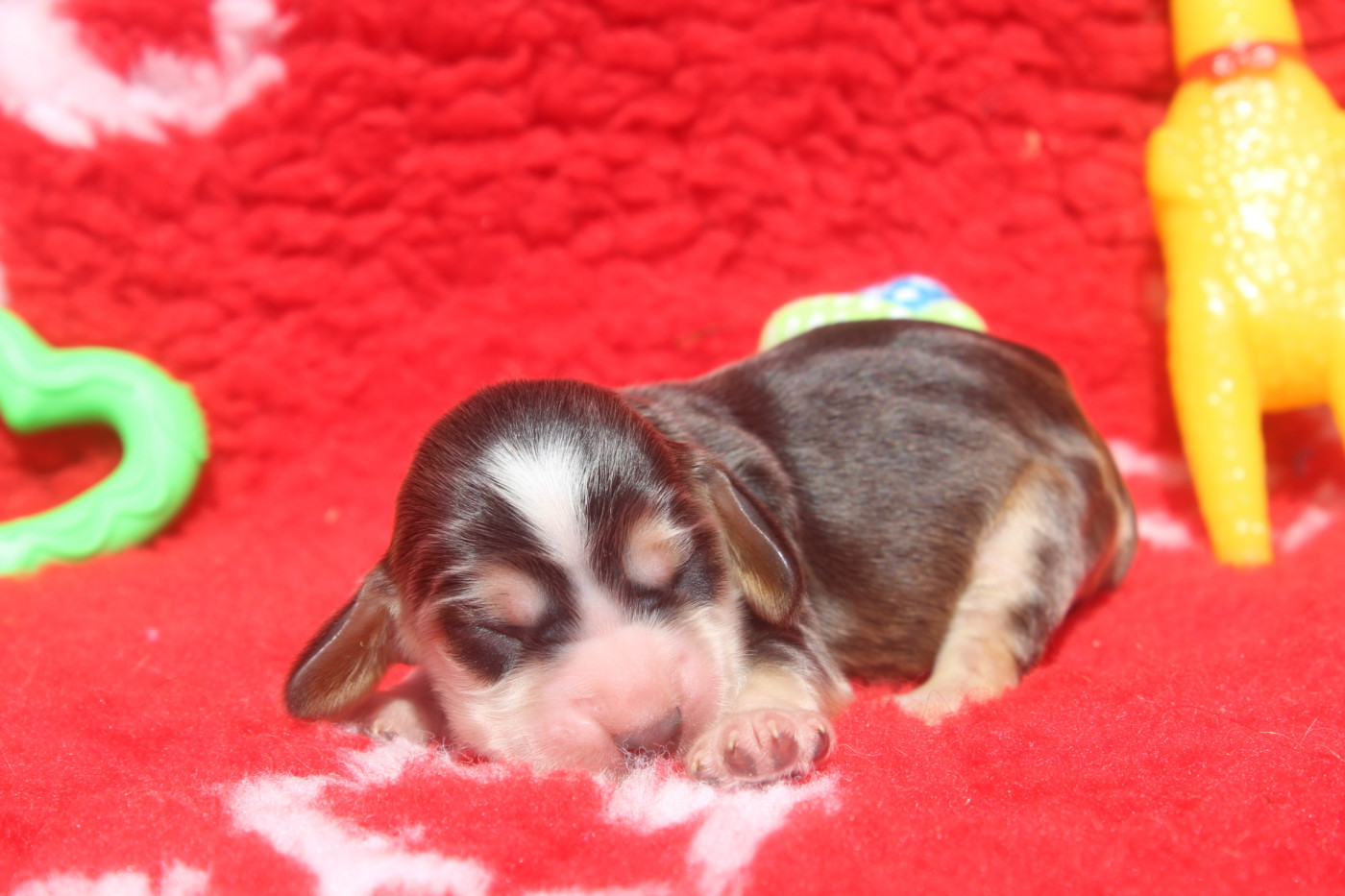 of caniland's dream - Chiots disponibles - Cocker Spaniel Anglais
