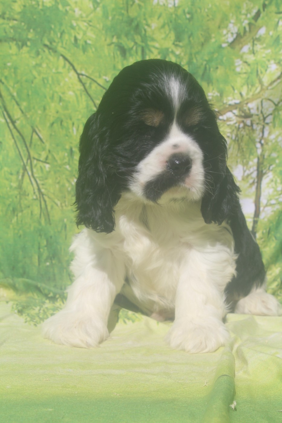of caniland's dream - Chiots disponibles - American Cocker Spaniel