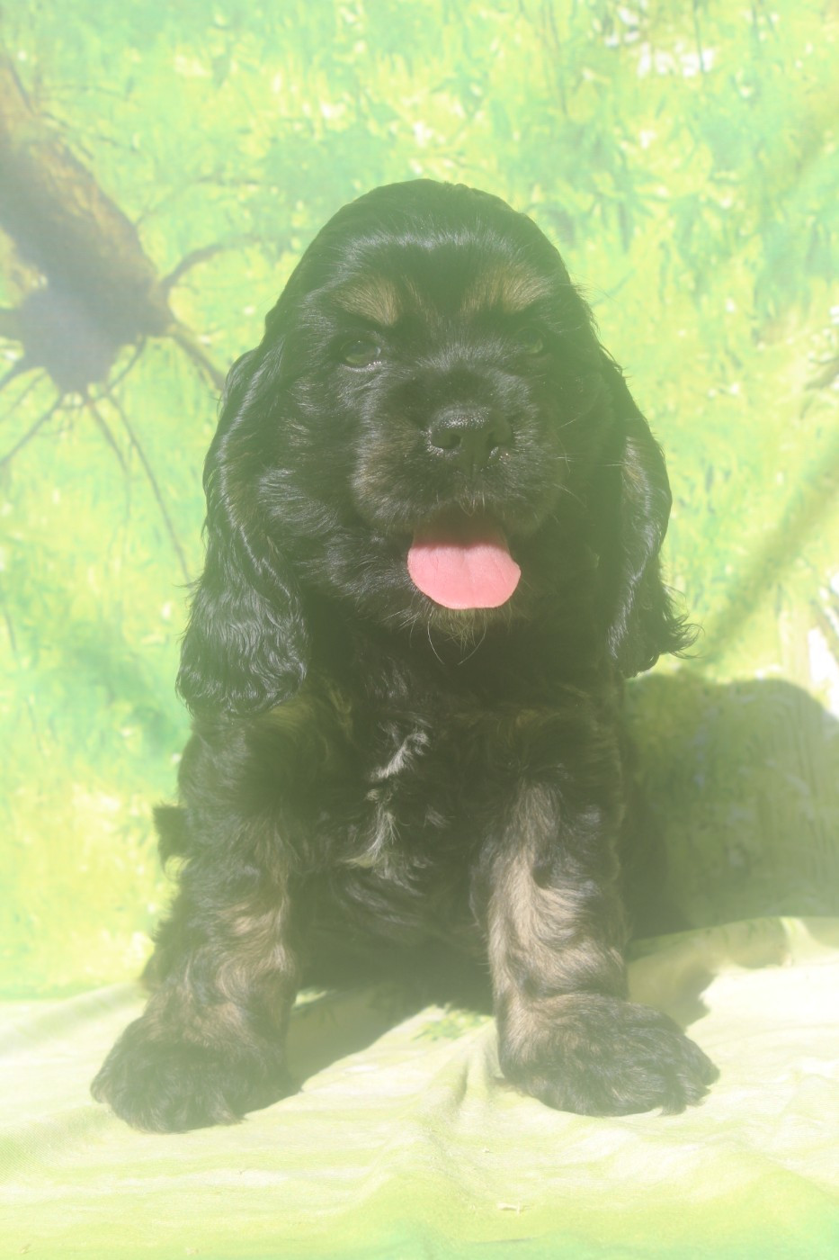 of caniland's dream - Chiots disponibles - American Cocker Spaniel