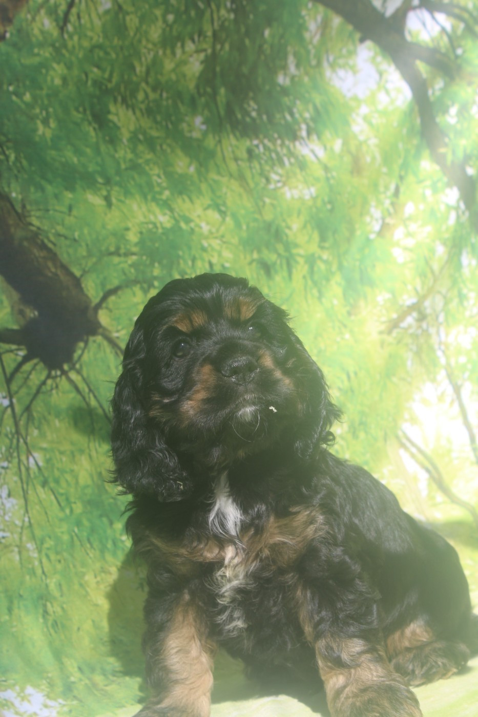 of caniland's dream - Chiots disponibles - American Cocker Spaniel
