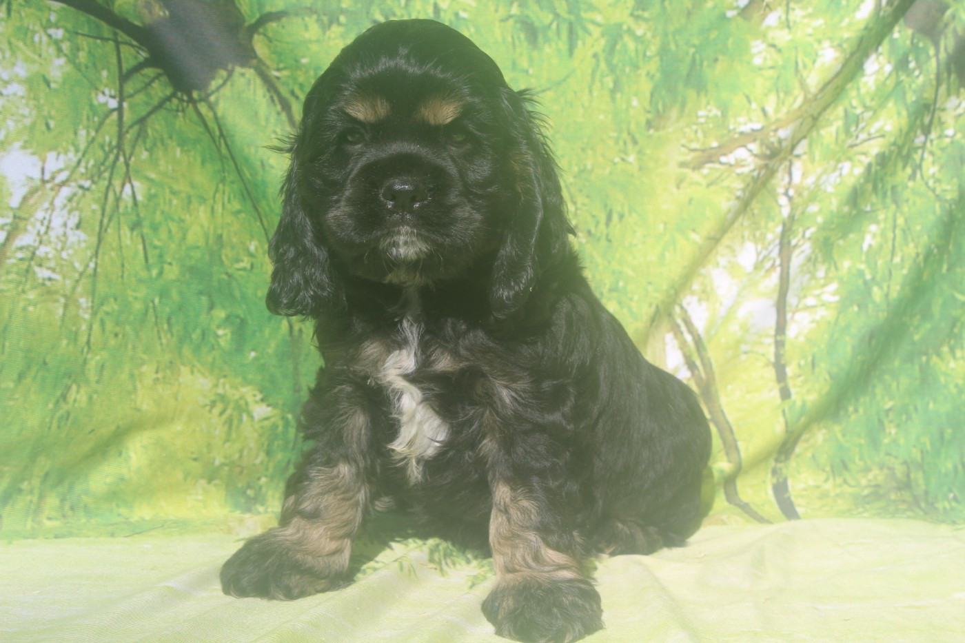 of caniland's dream - Chiots disponibles - American Cocker Spaniel
