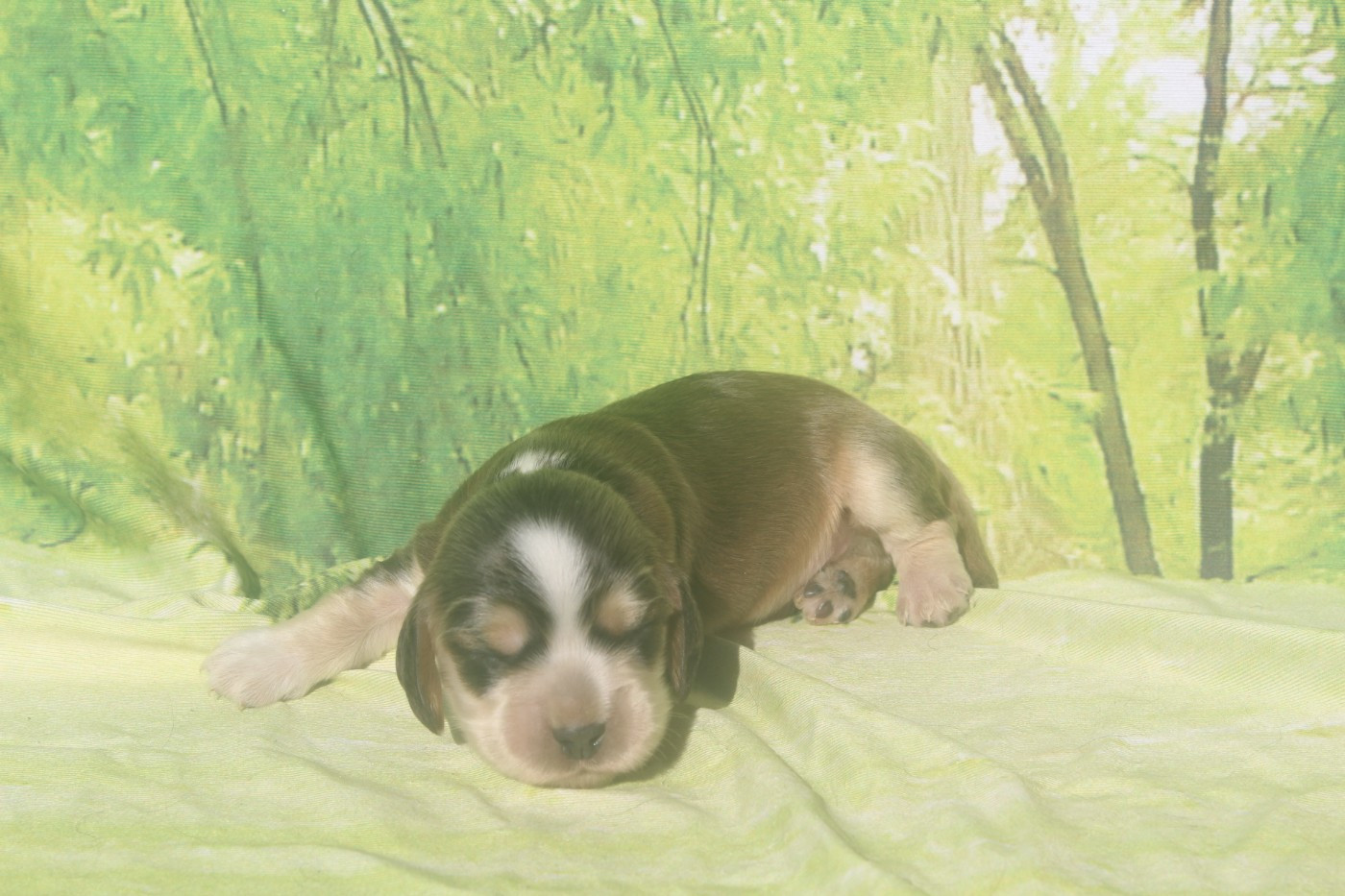 of caniland's dream - Chiots disponibles - Cocker Spaniel Anglais
