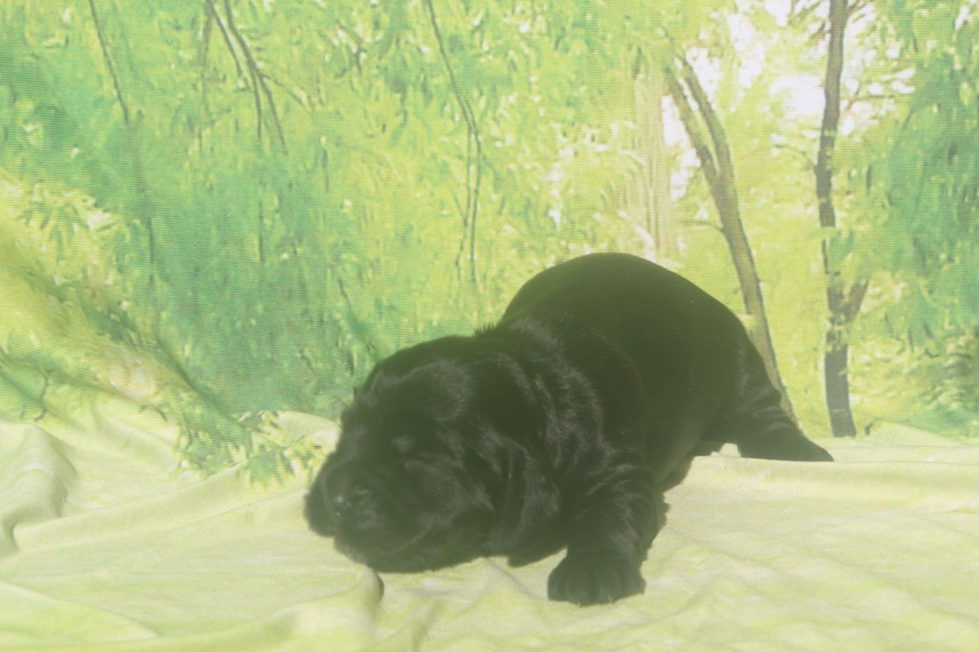 of caniland's dream - Chiots disponibles - Cocker Spaniel Anglais