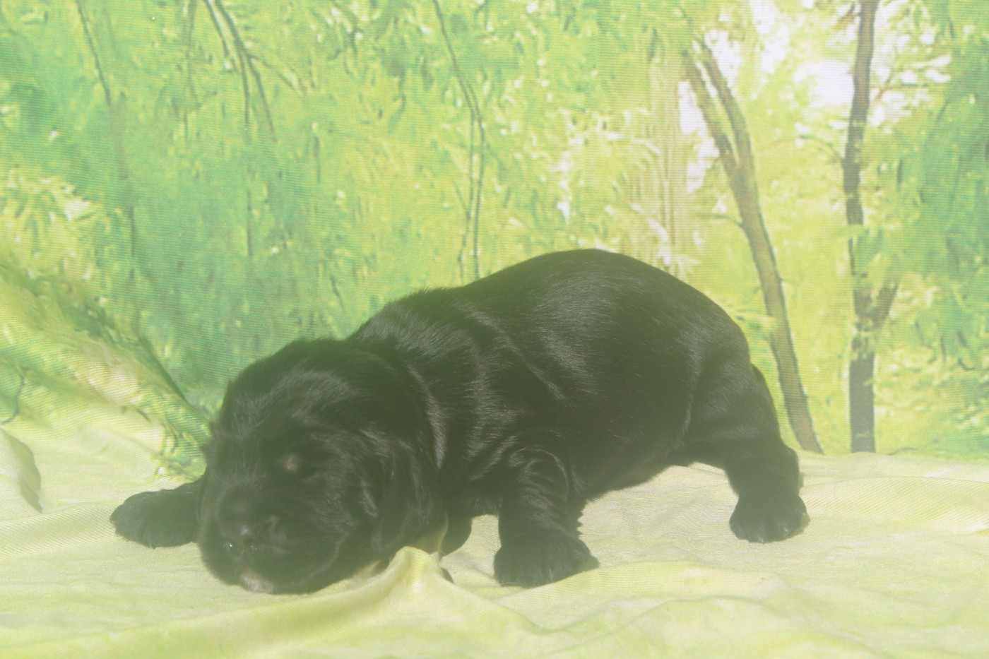 of caniland's dream - Chiots disponibles - Cocker Spaniel Anglais
