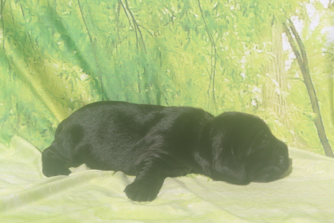 of caniland's dream - Chiots disponibles - Cocker Spaniel Anglais