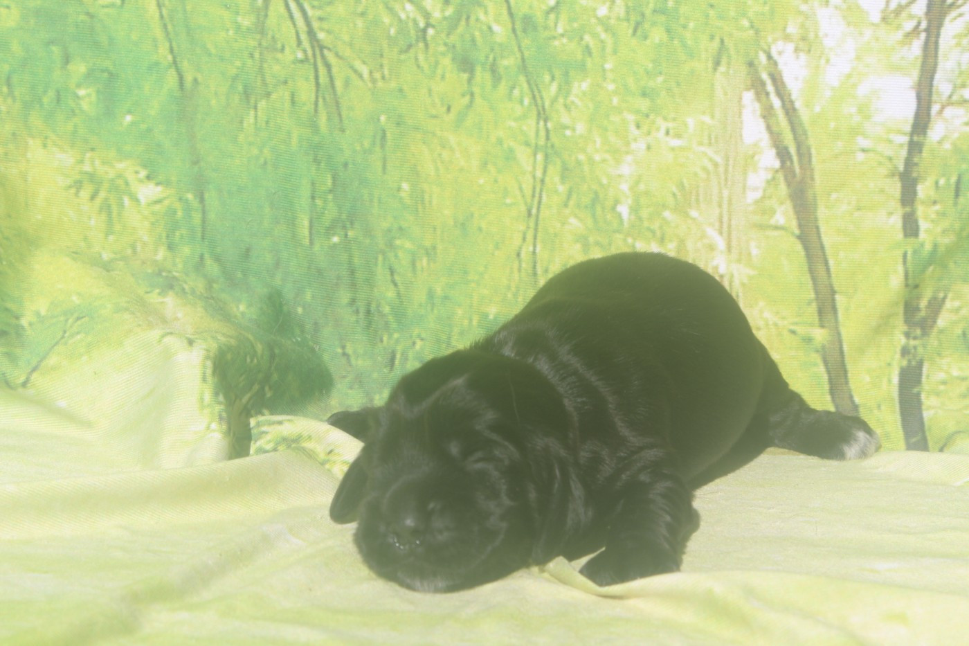 of caniland's dream - Chiots disponibles - Cocker Spaniel Anglais