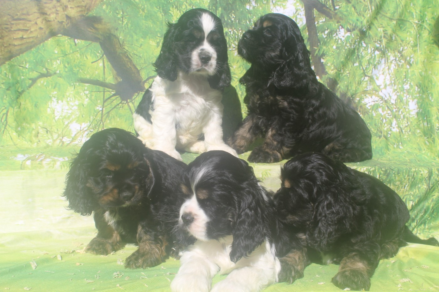 of caniland's dream - American Cocker Spaniel - Portée née le 30/07/2026
