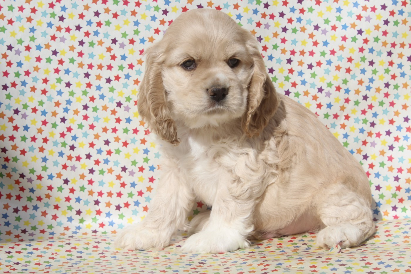 of caniland's dream - Chiots disponibles - American Cocker Spaniel