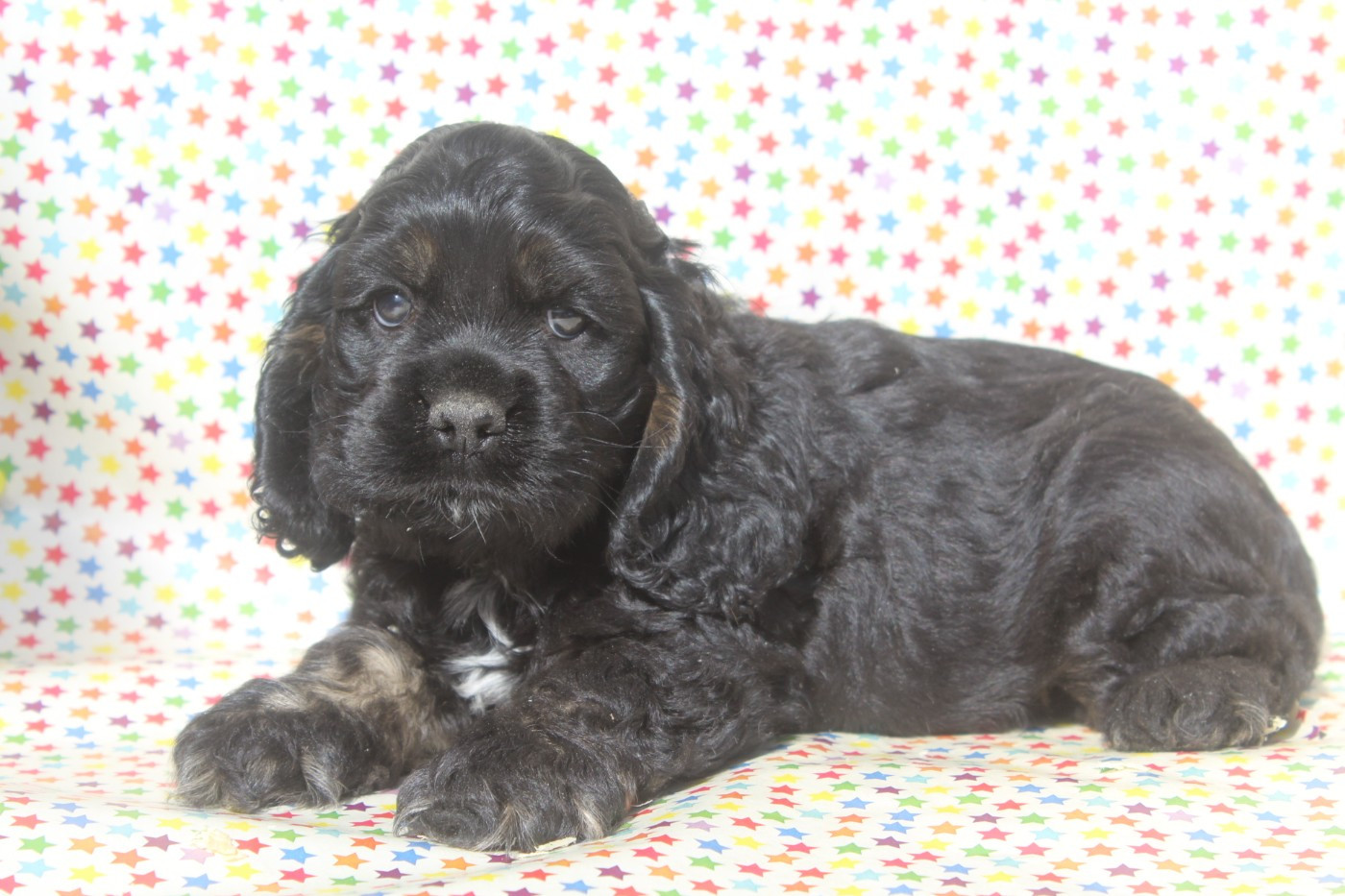 of caniland's dream - Chiots disponibles - American Cocker Spaniel