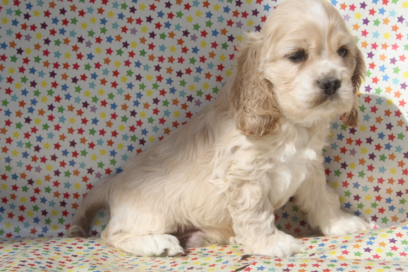 of caniland's dream - Chiots disponibles - American Cocker Spaniel