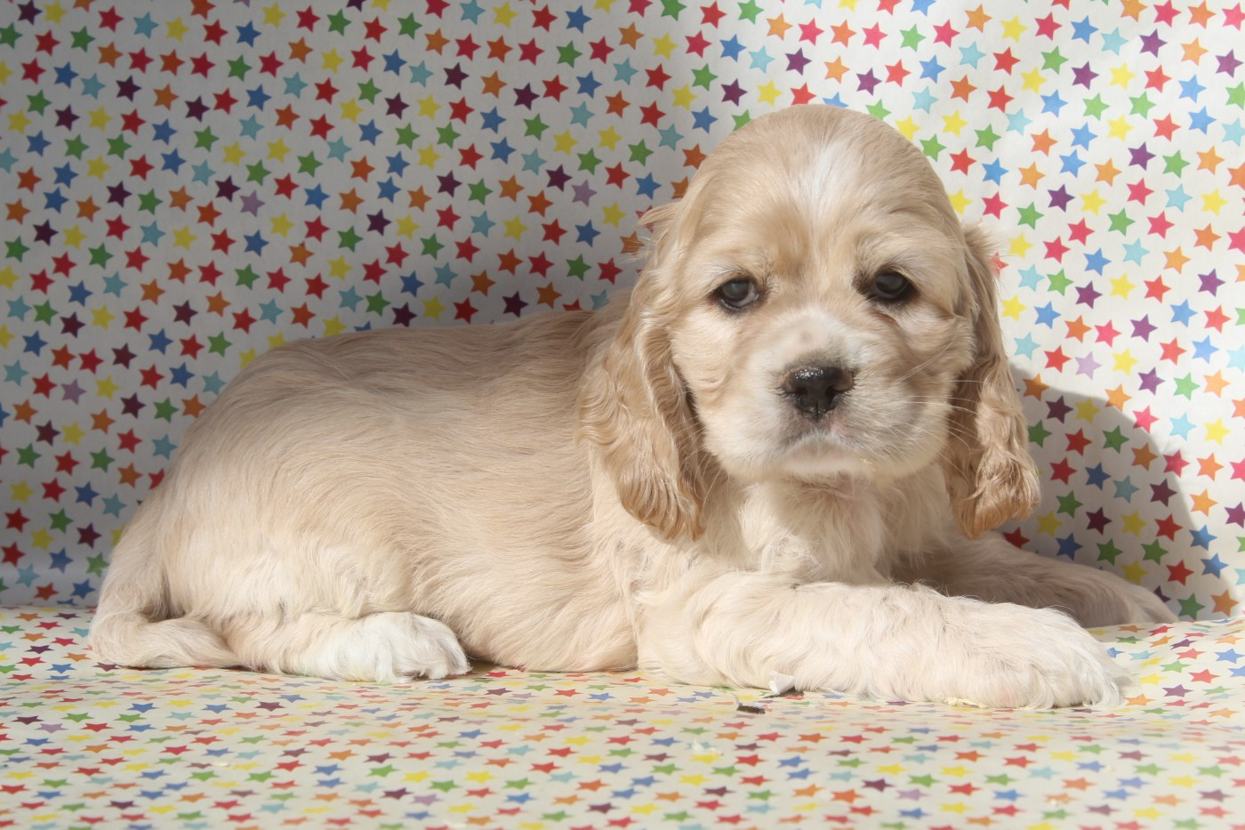 of caniland's dream - Chiots disponibles - American Cocker Spaniel