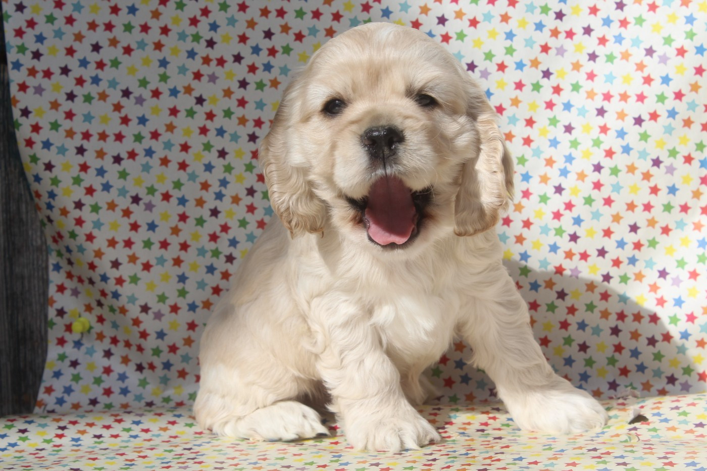 of caniland's dream - Chiots disponibles - American Cocker Spaniel