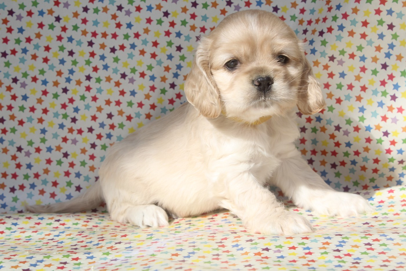 of caniland's dream - Chiots disponibles - American Cocker Spaniel