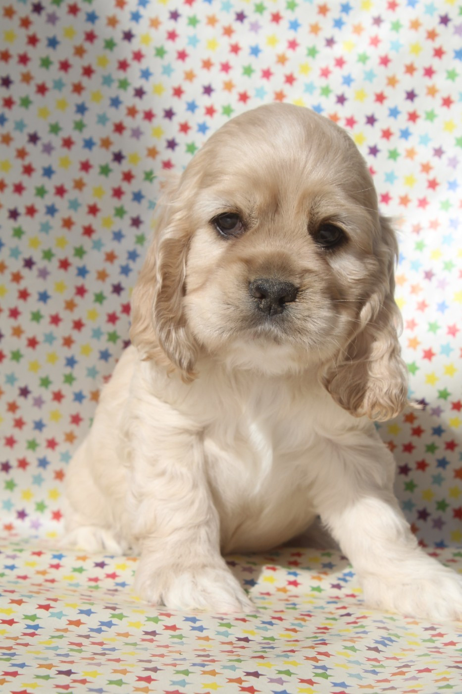 of caniland's dream - Chiots disponibles - American Cocker Spaniel