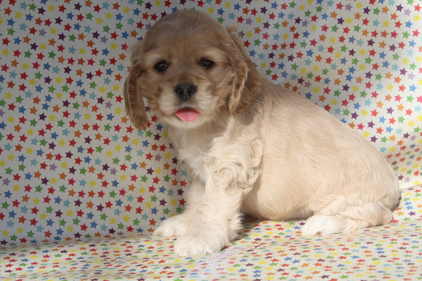 of caniland's dream - Chiots disponibles - American Cocker Spaniel