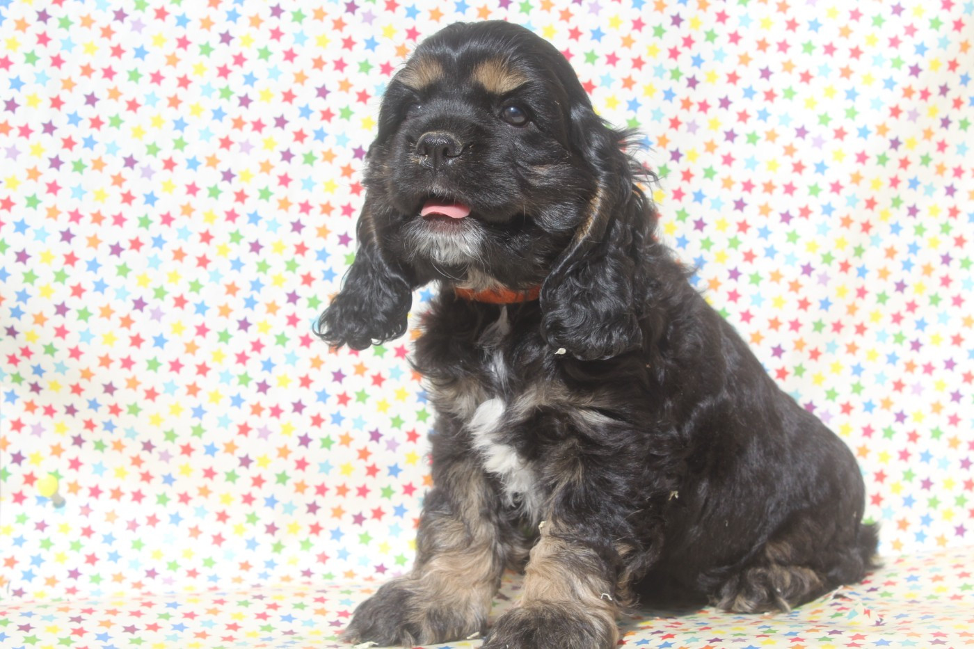 of caniland's dream - Chiots disponibles - American Cocker Spaniel