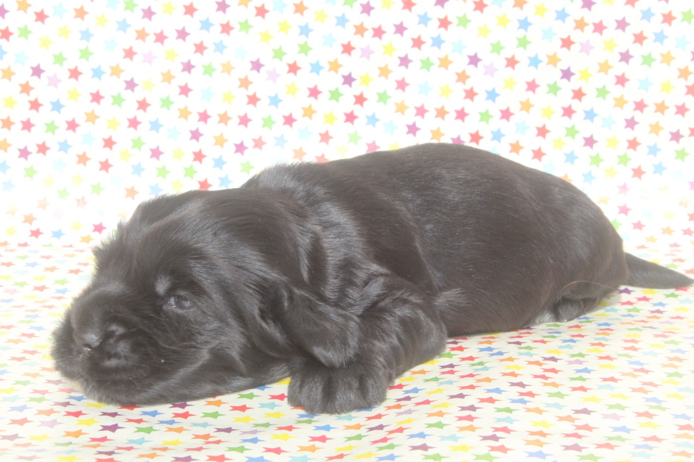 of caniland's dream - Chiots disponibles - Cocker Spaniel Anglais
