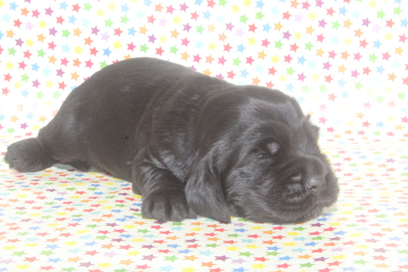 of caniland's dream - Chiots disponibles - Cocker Spaniel Anglais