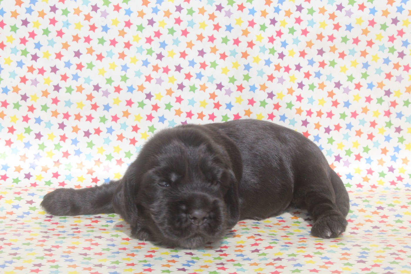 of caniland's dream - Chiots disponibles - Cocker Spaniel Anglais