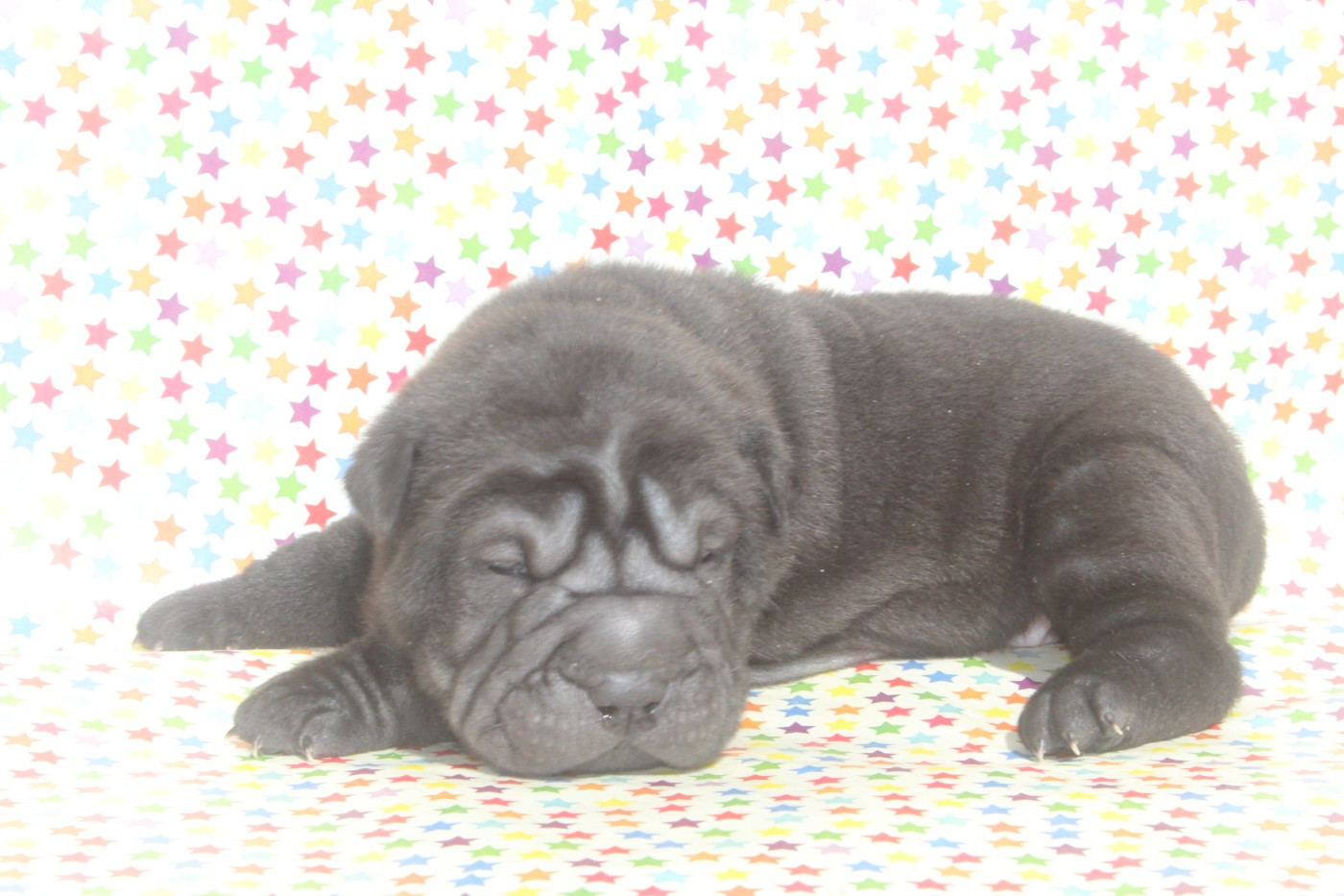 of caniland's dream - Chiots disponibles - Shar Pei