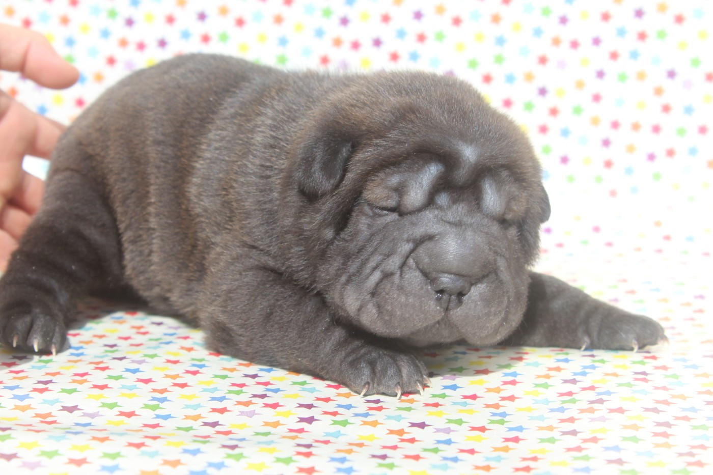 of caniland's dream - Chiots disponibles - Shar Pei